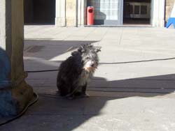 08 0208 Cane In Attesa al Mercato